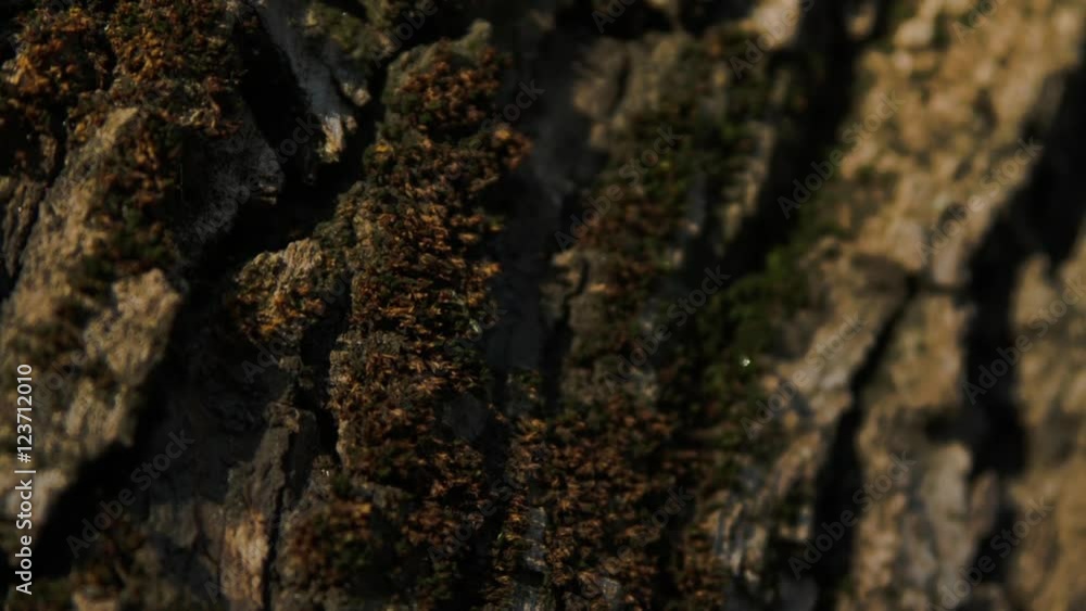 Close Up Of A Tree Bark Covered In Moss Close Up Of A Tree Bark Covered In Moss