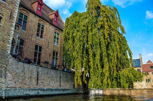 Hanging tree over a canal in Bruges, Belgium