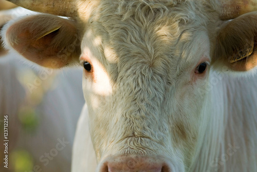 Foto Jeune taureau charolais