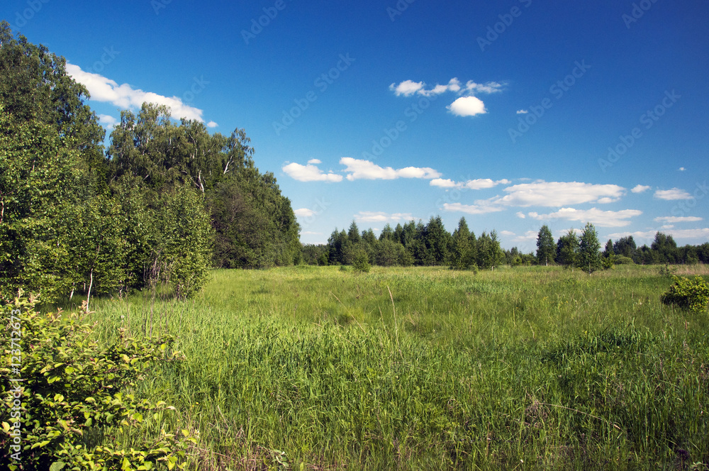 Naklejka premium Summer forest in the suburbs