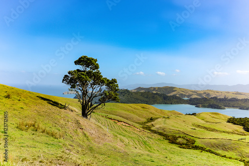 Coromandel peninsula near cathedral cove beach photo