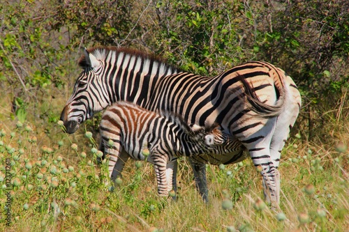 Zebrafamilie © Detlef Ritter