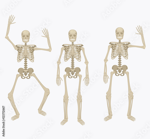 Human skeleton. Silhouette skeleton in different positions. © Ramcreative