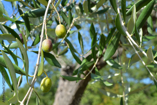 Oliven, olives