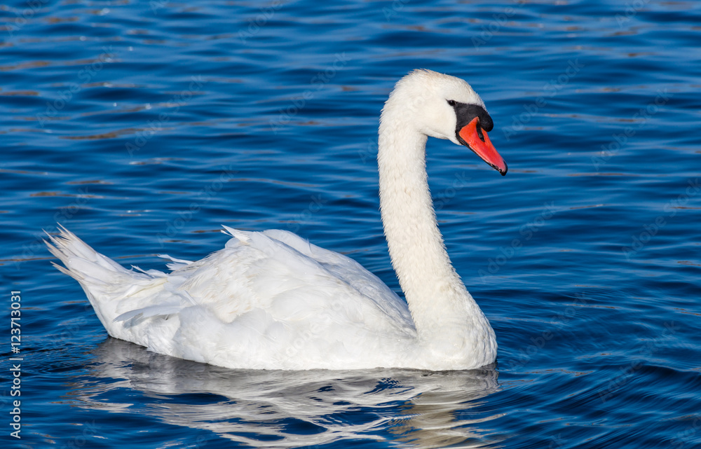 White Swan (Cygnus olor) White Swan (Cygnus olor)