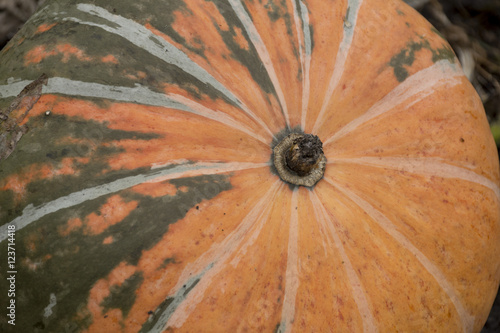 Ripe orange pumpkin with dark streaks lying on the bed