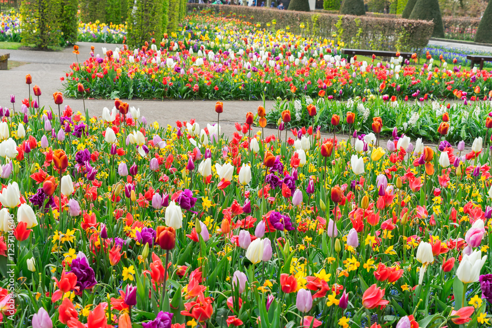 Colourful Tulips Flowerbeds in an Spring Formal Garden
