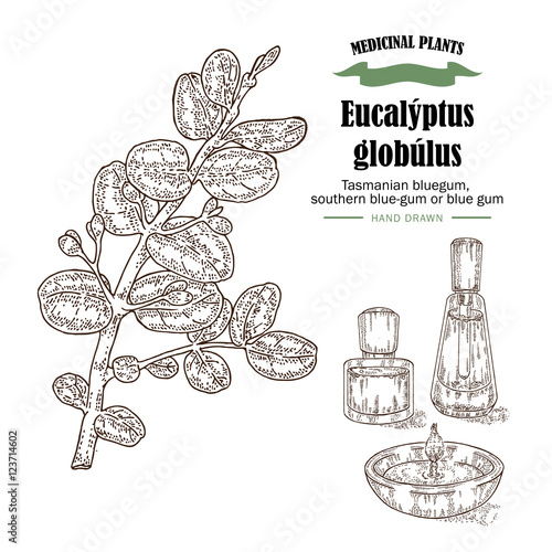 Hand drawn eucalyptus leaves and fruits. Eucalyptus globulus, 