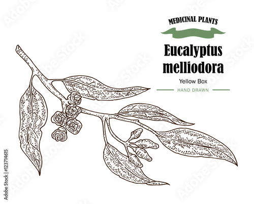 Hand drawn eucalyptus leaves and fruits. Eucalyptus melliodora photo