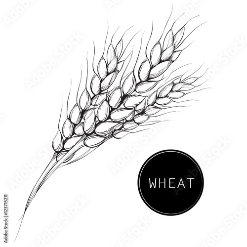 Wheat,millet, barley, rye, oats drawing. Farm field illustration. Vector illustration.engraving vintage style.bread ears cereal sketch hand drawn
