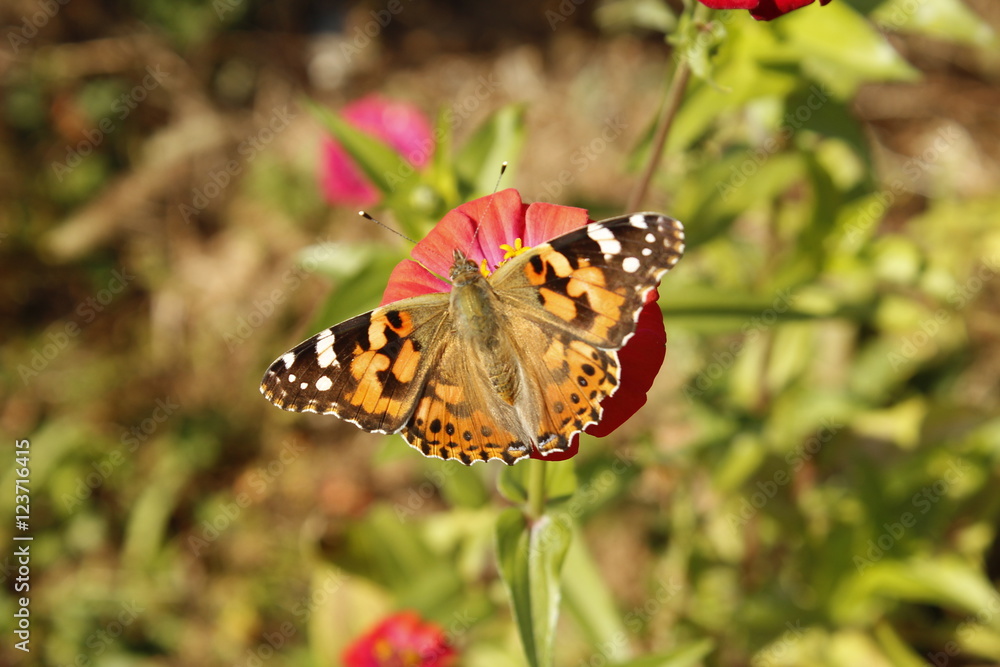 Obraz premium 나비