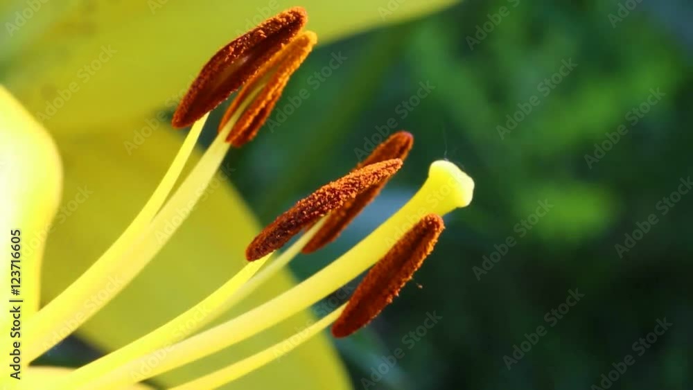 Stamens and pistil of lily.
Reproductive organs of a flower – a pistil and stamens.
Stamens and pistil of lily.
Reproductive organs of a flower – a pistil and stamens.