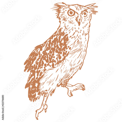 Vector handpicked hand-drawn ilustration with Owl