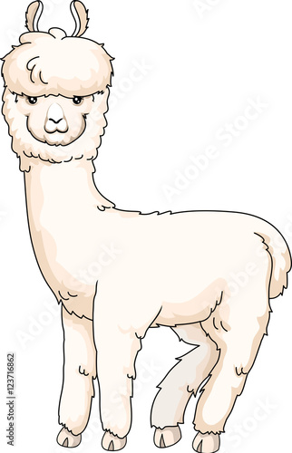 Furry Alpaca Looking Back