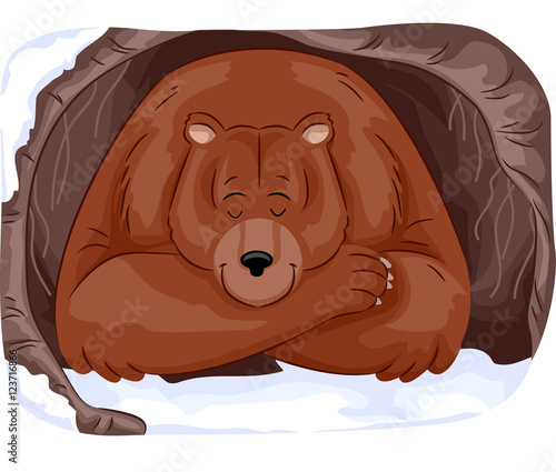 Grizzly Bear Hibernate