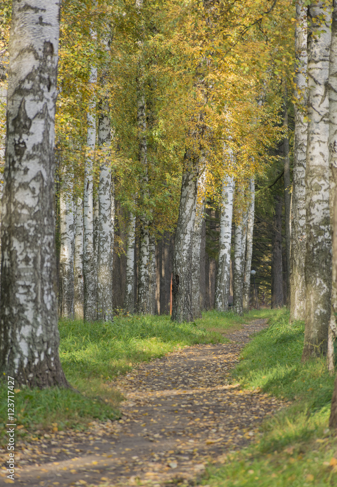 The path among the autumn trees, birch trees with yellow leaves