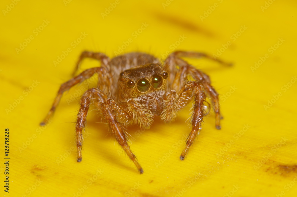 Small jump spider on green leaf Small jump spider on green leaf