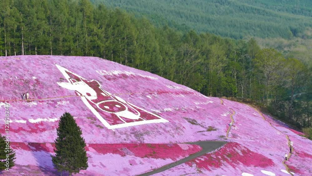 The beautiful pink Shiba Sakura at Hokkaido, Japan