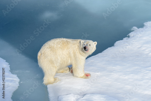 Polar bear on the pack ice north of Spitsbergen © Alexey Seafarer
