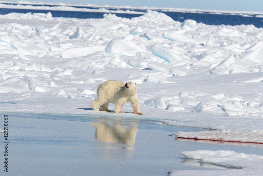 Polar bear on the pack ice north of Spitsbergen Polar bear on the pack ice north of Spitsbergen