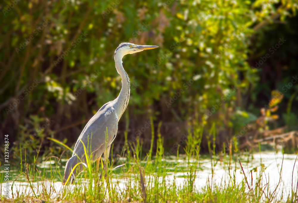 Naklejka premium Heron in swamp