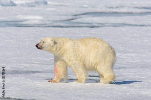 Polar bear on the pack ice north of Spitsbergen © Alexey Seafarer