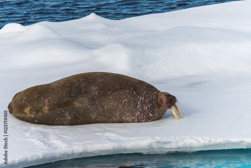 Fototapeta premium Walrus on the ice
