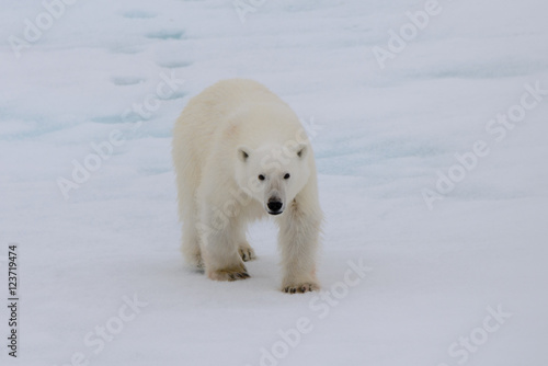 Polar bear