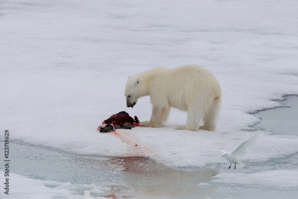 Naklejka premium Polar bear