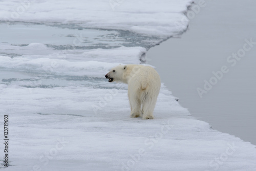 Polar bear