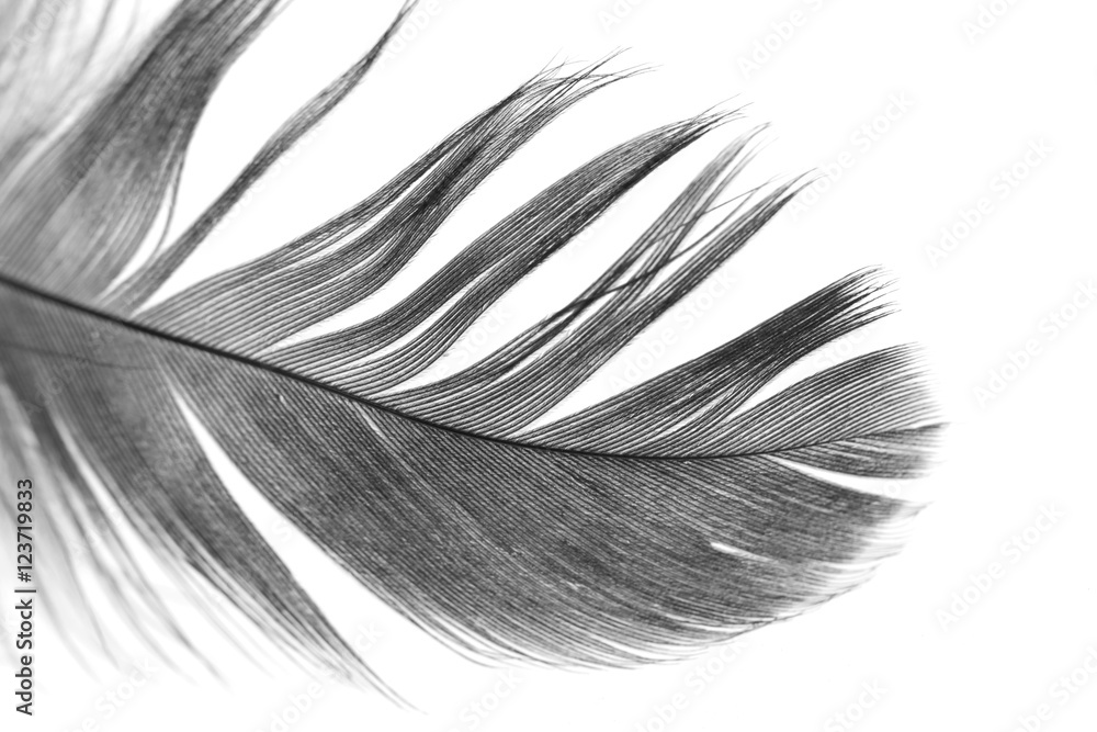 Obraz premium Black feathers on a white background
