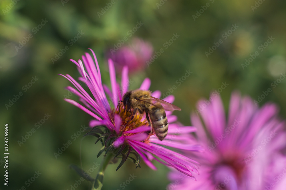 Macro bee in purple flower Macro bee in purple flower