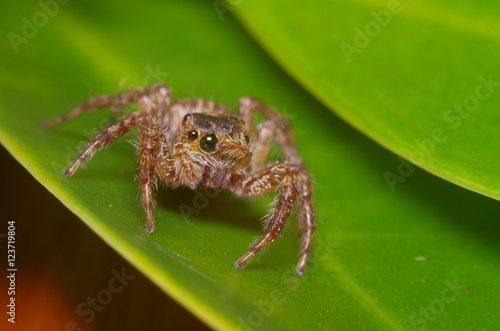 Small jump spider on green leaf