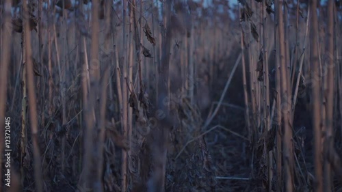 Wallpaper Mural POV walking through ripe sunflowers field in evening HD video. Agriculture farm rural landscape of dry straw and seed heads Torontodigital.ca