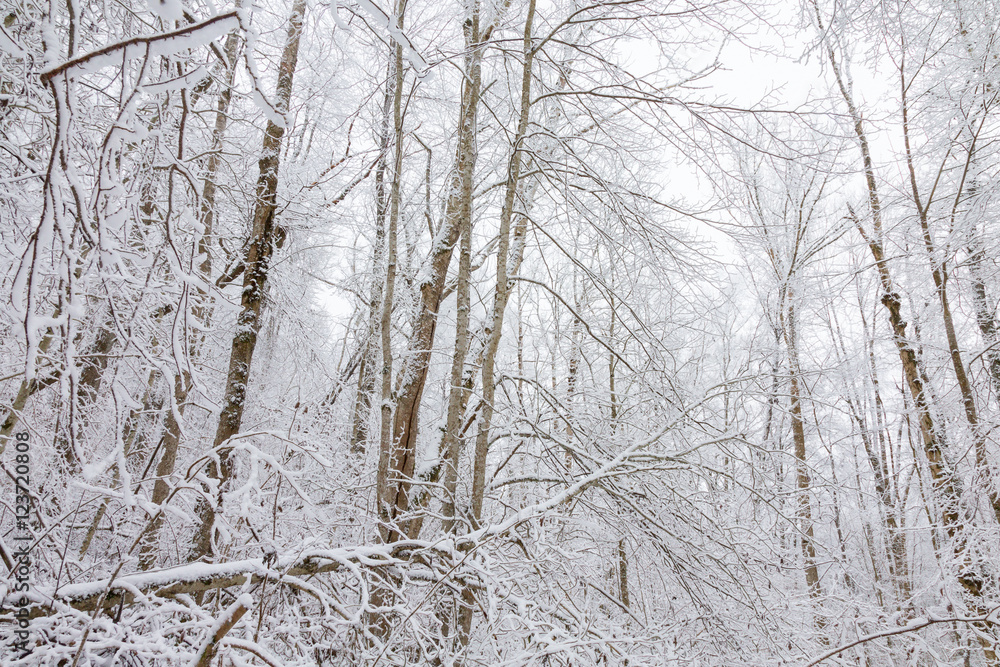 Views in the woods with snow Views in the woods with snow