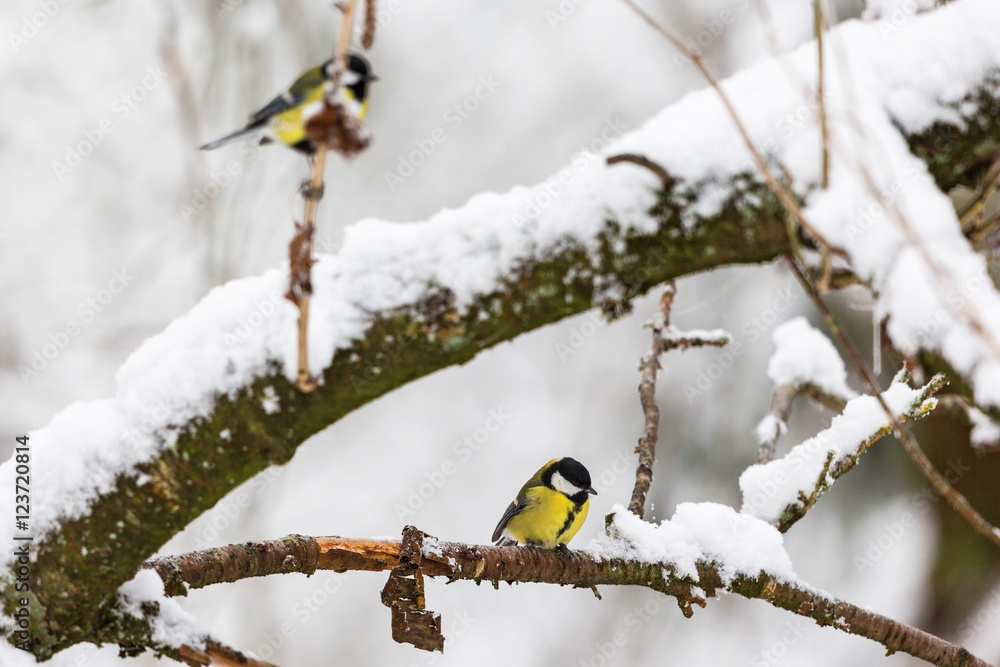 Great Tits on snowy branches in a tree Great Tits on snowy branches in a tree