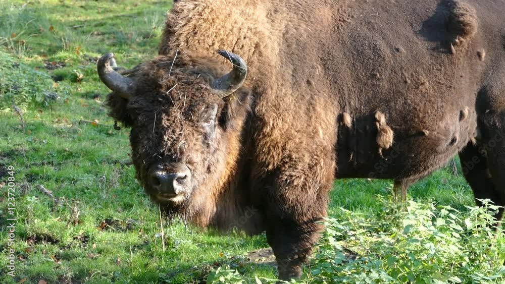 Wisent Wisent