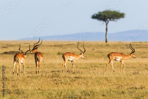 Impala antelope