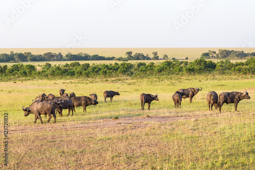 Savannah landscape with African Buffalos © Lars Johansson