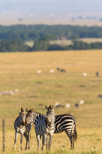Flock of zebras on the savanna