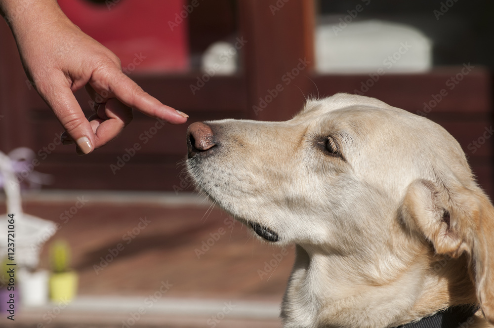 Female labrador dog head and female wrist and finger pointed to nose Female labrador dog head and female wrist and finger pointed to nose