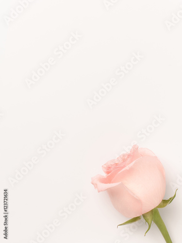 Beautiful rose on a white  background.