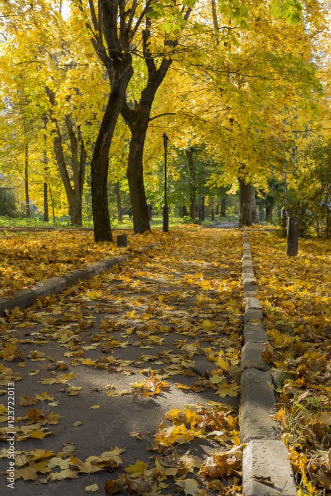 track among the trees with yellow leaves in autumn Park