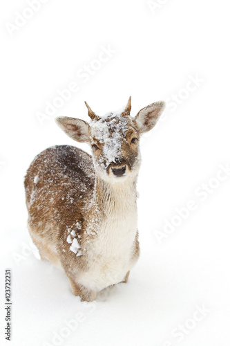 Fallow deer isolated on a white background in winter snow looking at camera