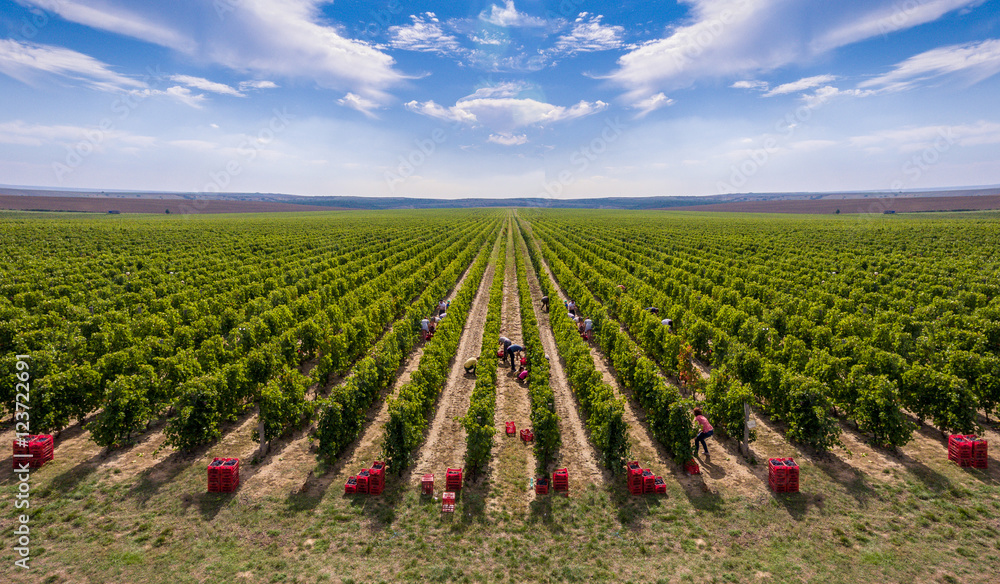 Harvesting vineyard in the autumn season, aerial view from a drone