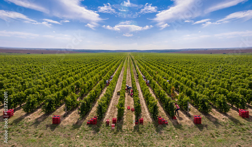 Harvesting vineyard in the autumn season, aerial view from a drone