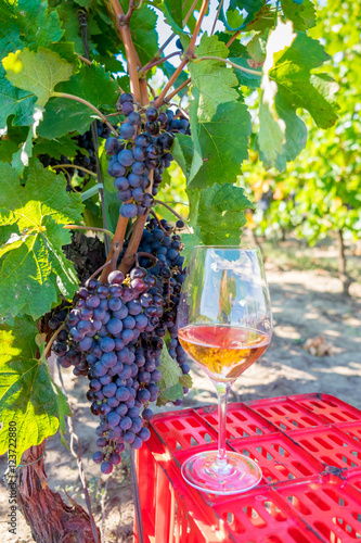 Grapes and red wine in glass in the vineyard. Harvesting season
