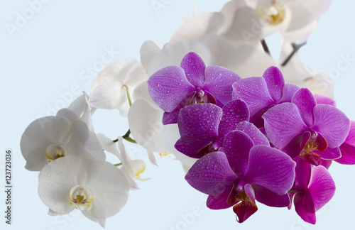 Beautiful orchids on the blue background.