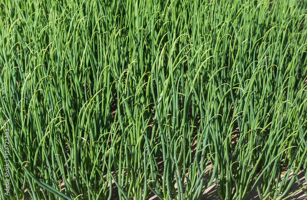 green young leaves spring onion plants in farm green young leaves spring onion plants in farm