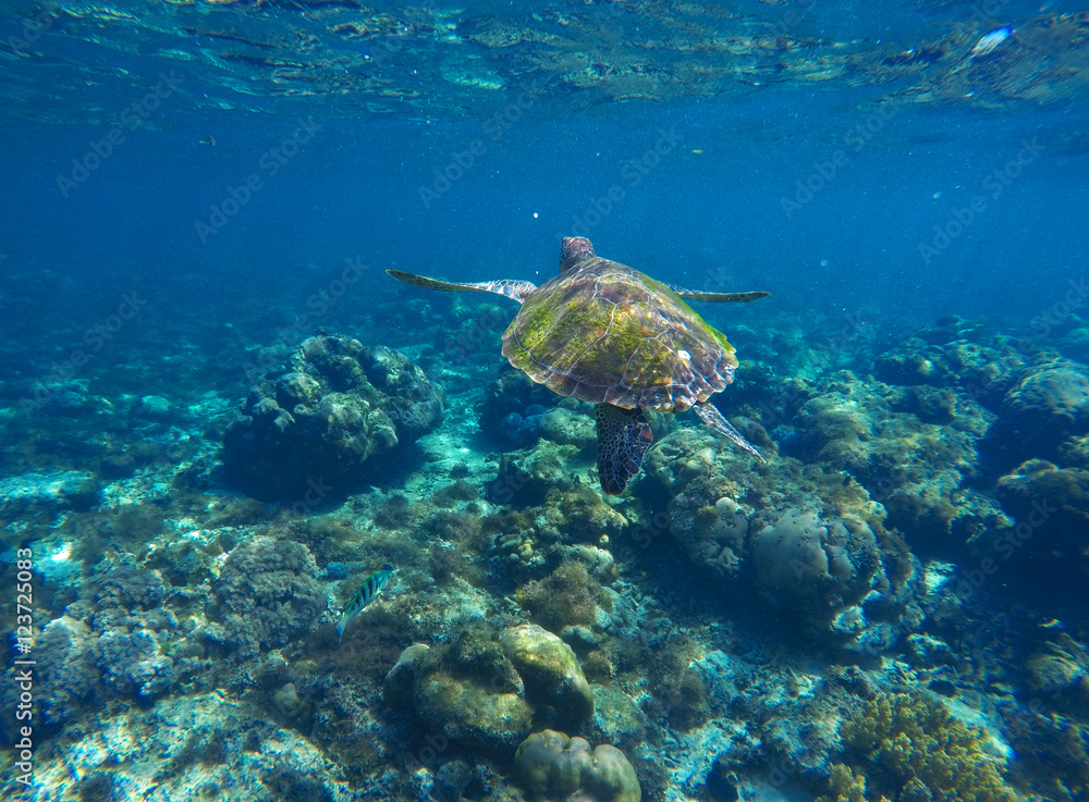 Fototapeta premium Sea tortoise underwater photo portrait